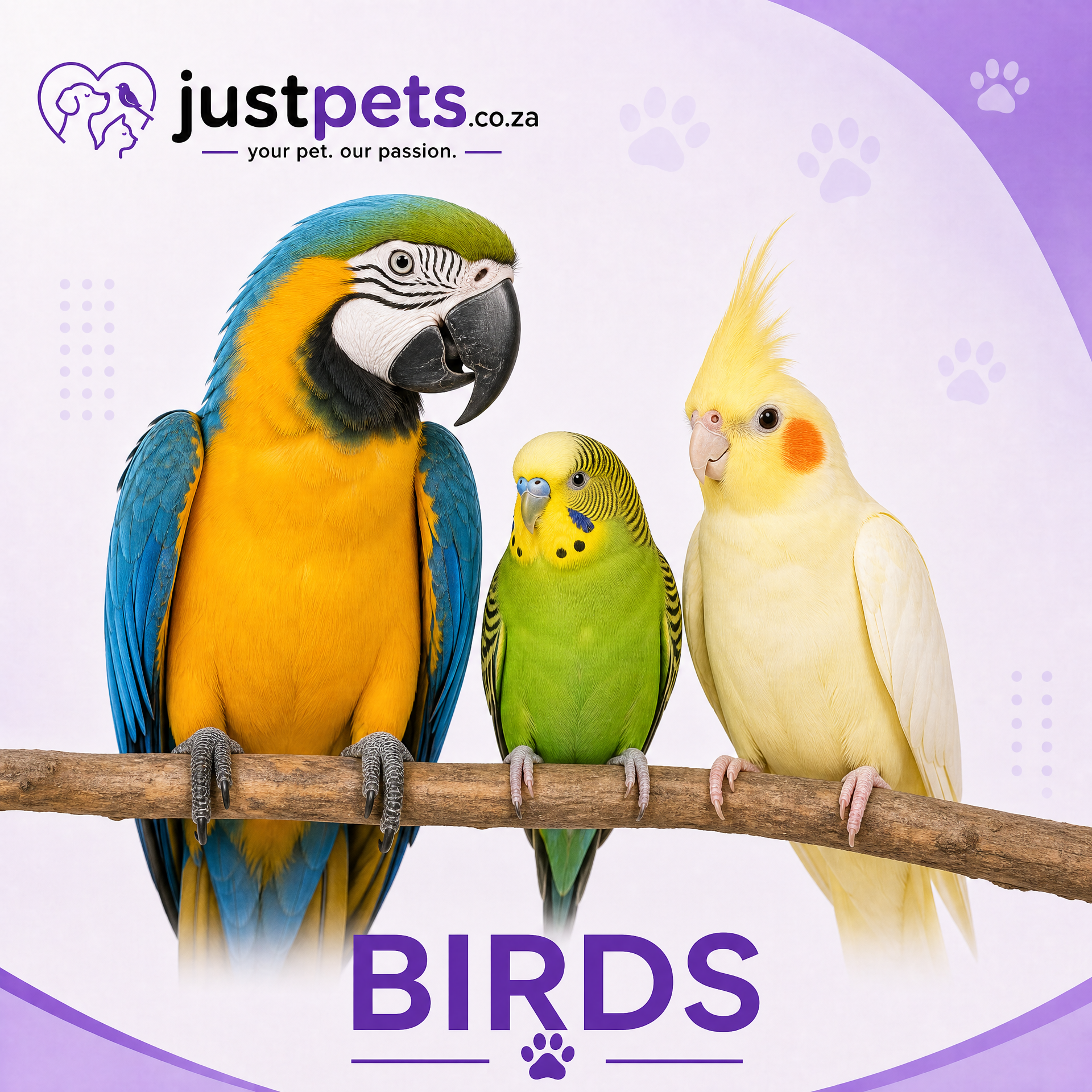 BIRDS